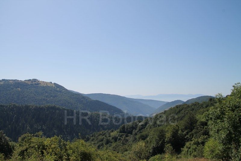 IMG7746-BorovicaPatron