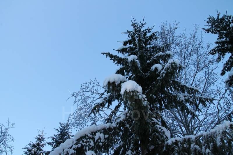 IMG2493-Zvijezda2020