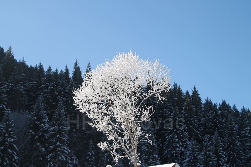 IMG2497-Zvijezda2020