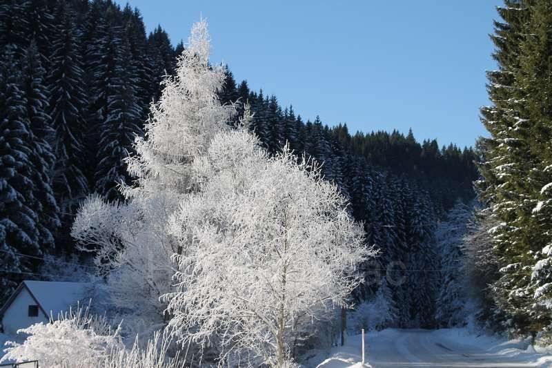 IMG2498-Zvijezda2020