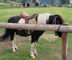 Besplatno jahanje konja za djecu na Wigwamu