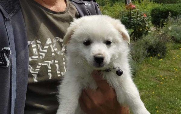 Javna rasprava o Nacrtu Odluke o uvjetima i načinu držanja pasa, te načinu postupanja sa napuštenim psima na području općine Vareš