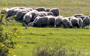 Naredba o zabrani pašarenja na području općine Vareš