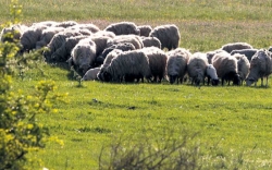 Naredba o zabrani pašarenja na području općine Vareš