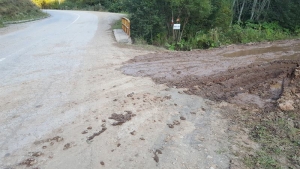 Trebaju li nam ceste i šume?