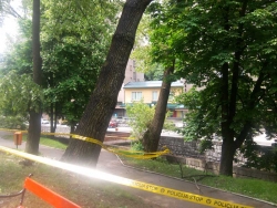 Opasno stablo u centru grada