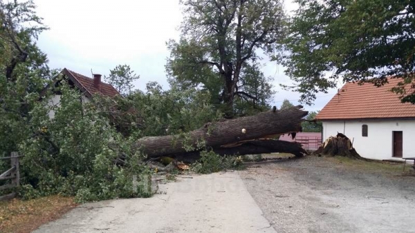 Slomljena stoljetna lipa na Ivančevu