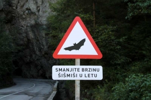 Održana akcija „Smanjite brzinu, šišmiši u letu“