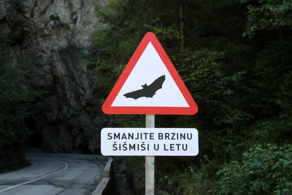 Održana akcija „Smanjite brzinu, šišmiši u letu“
