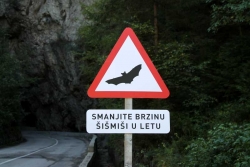 Održana akcija „Smanjite brzinu, šišmiši u letu“