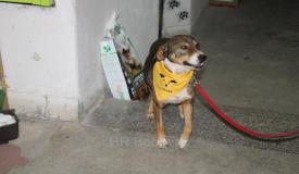 JAVNI POZIV ZA VLASNIKE PASA - Besplatna sterilizacija/kastracija, čipiranje i cijepljenje protiv bjesnila