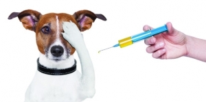 Raspored obveznog cijepljenja pasa u Varešu