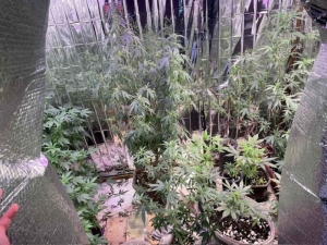 SAOPĆENJE ZA JAVNOST Policija u Žepču pronašla labaratoriju za uzgoj indijske konoplje