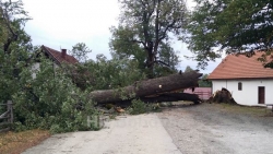 Slomljena stoljetna lipa na Ivančevu